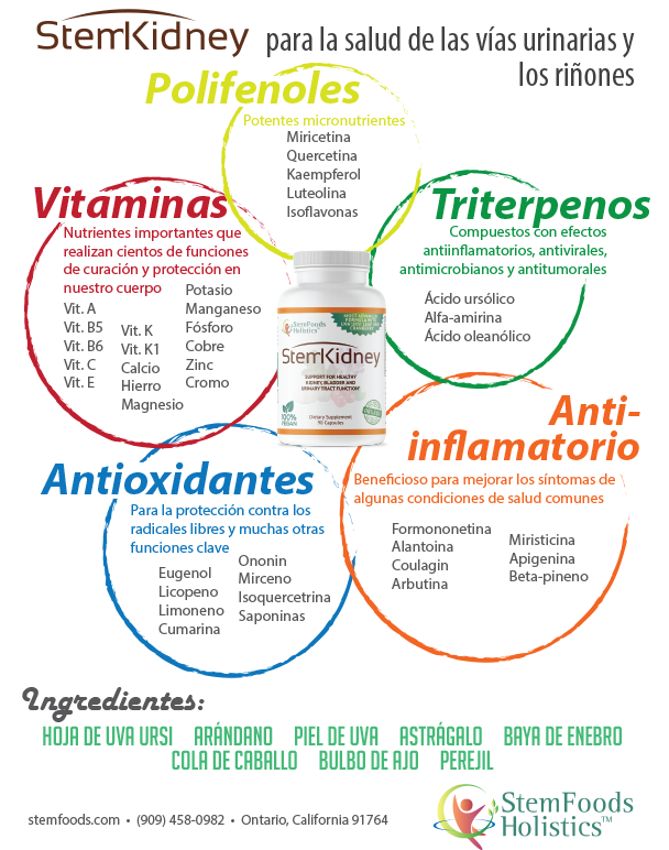 StemKidney flyer