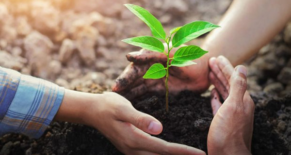 Planta un árbol