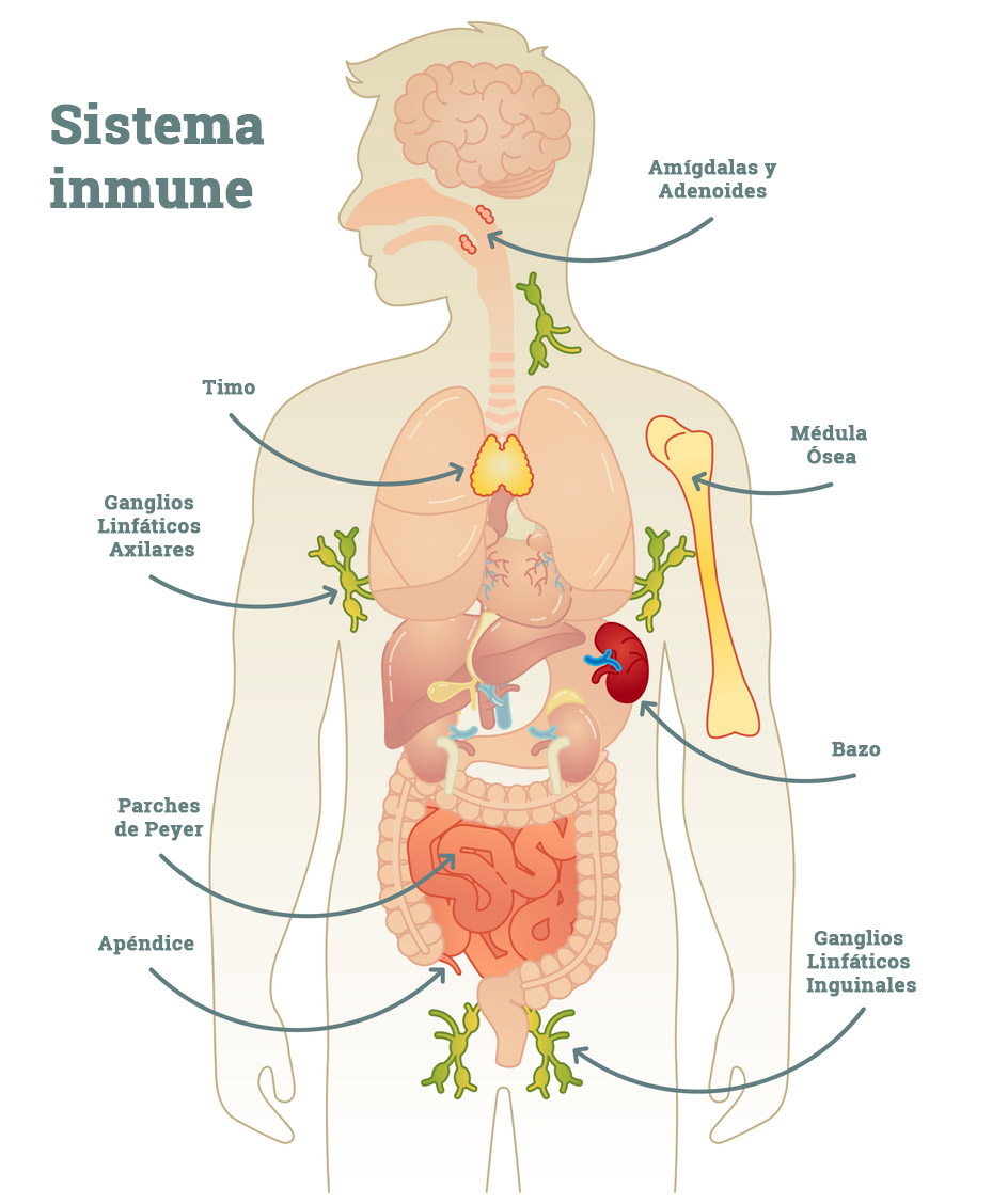 Systema inmune