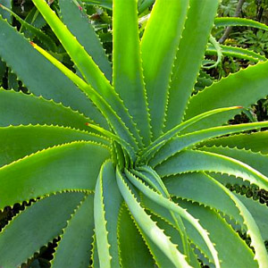 Hoja de aloe vera