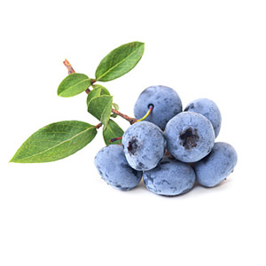 Blueberry extract (fruit) 