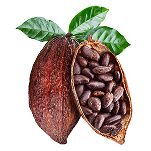 Extracto de grano de cacao crudo orgánico