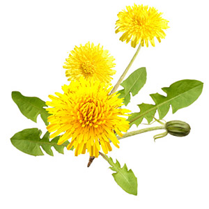 Organic dandelion root