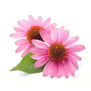 Flor, hoja y raíz de equinácea purpurea orgánica