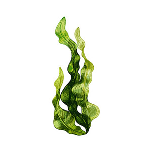Fucoidan (60% fucoidan from bladderwrack whole seaweed extract)