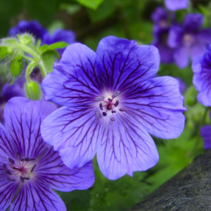 Wild geranium