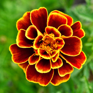 Marigold