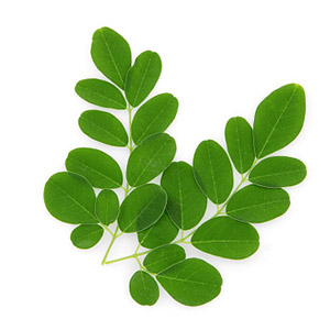 Extracto orgánico de hoja de moringa