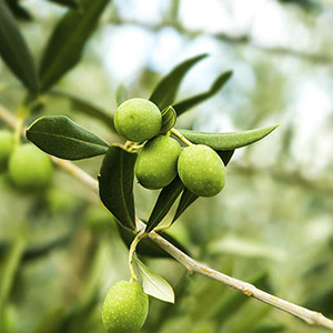 Extracto de hoja de oliva