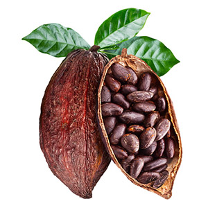 Polvo de grano de cacao crudo orgánico
