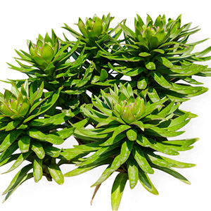 Raíz de Rhodiola rosea siberiana orgánica, pura, 100 % silvestre