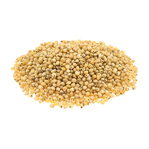 Sorghum