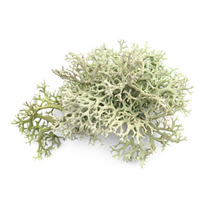 Vitamin Dз (as lichen plant extract)