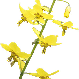 Horny goat weed orgánico