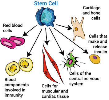 Differentiated cells