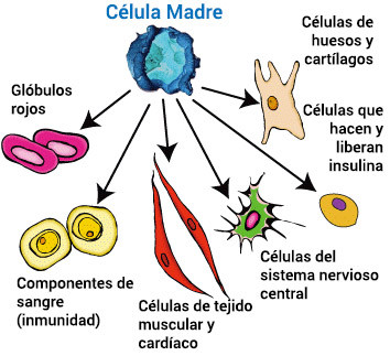 Differentiated cells