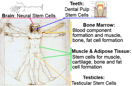 Stem Cell Locations