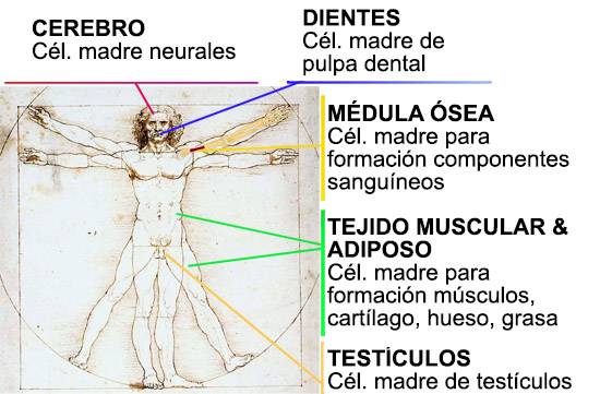 Stem Cell Locations