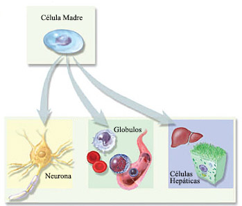 Stem Cell Potential