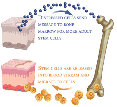 Stem Cell Renewal