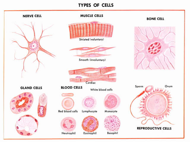 Types of Cells